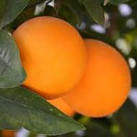 Orange, Arizona Sweet*