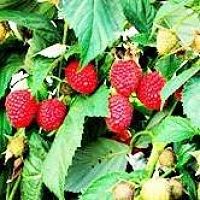 Raspberry, BABA RED