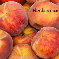 Peach, FLORDAPRINCE (sf)