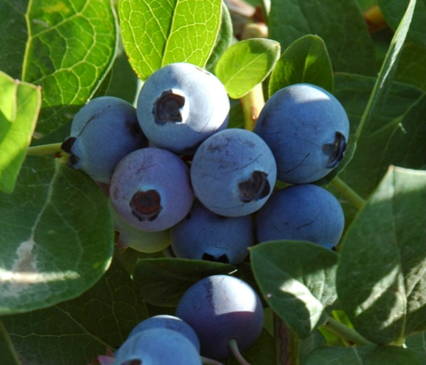 Blueberry, SHARPBLUE (E)