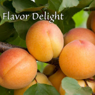 Aprium, FLAVOR DELIGHT (S+,E)