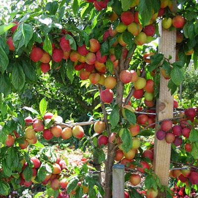 Plum, BEAUTY