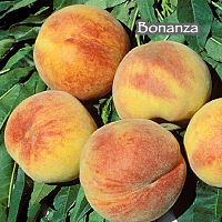 Peach Miniature, BONANZA (f)