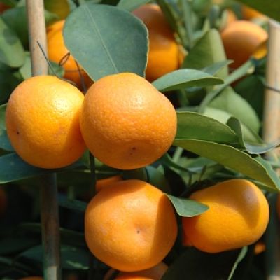 Tangerine, Clementine*