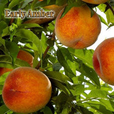 Peach, EARLY AMBER (sf)