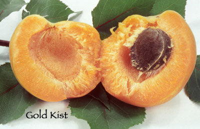 Apricot, GOLD KIST*