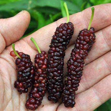 Mulberry, PAKISTANI Bare Root