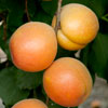 Apricot, KATY*