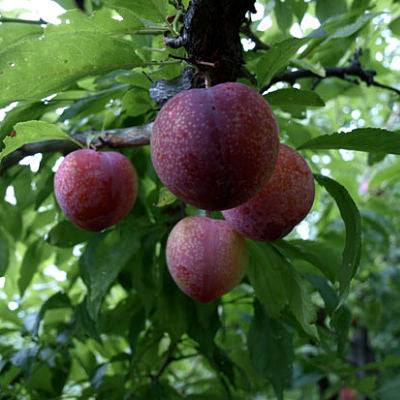 Plum, SANTA ROSA