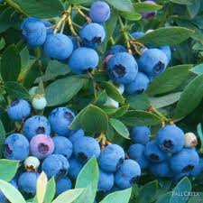 Blueberry, SUNSHINE BLUE (S, E)