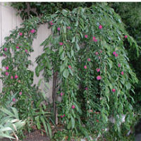 Plum, WEEPING SANTA ROSA