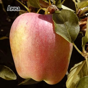 Deciduous Tree: Apples