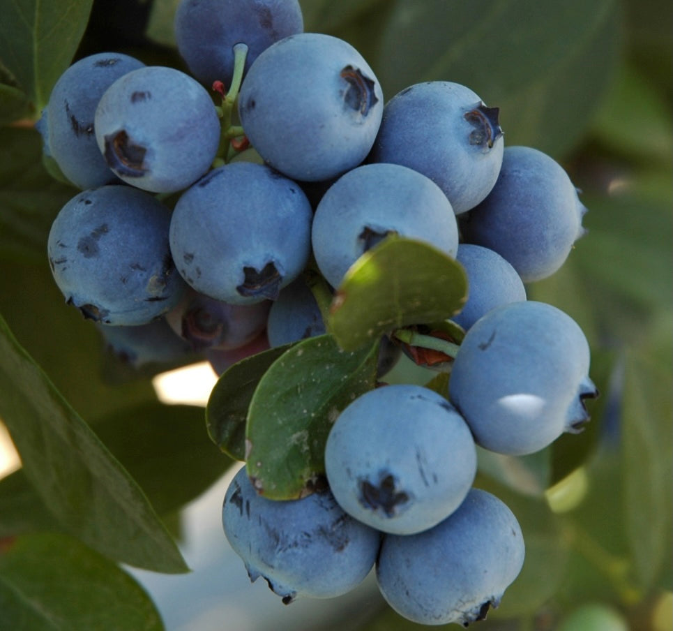 Deciduous: Blue Berries