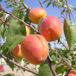 Deciduous Tree: Apricots & Blends