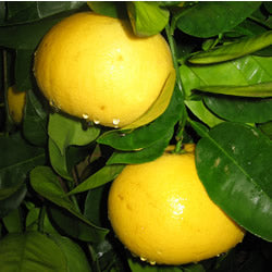 Citrus: Grapefruit and Pummelos