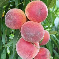 Deciduous Tree: Peaches