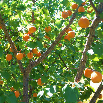Apricot tree