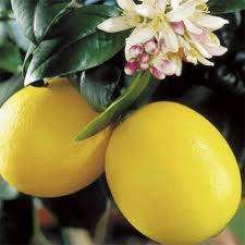 Citrus: Lemons and Limes