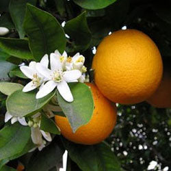 Citrus: Oranges and Navels