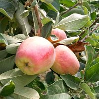 Apple, ANNA* (S+)