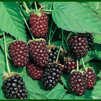 BOYSENBERRY