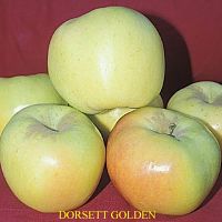 Apple, DORSETT GOLDEN*