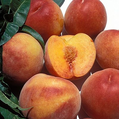 Peach, EVA'S PRIDE (f)