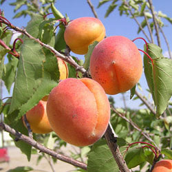 Apricot, KATY*