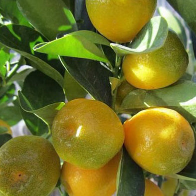 Kumquat, Fukushu