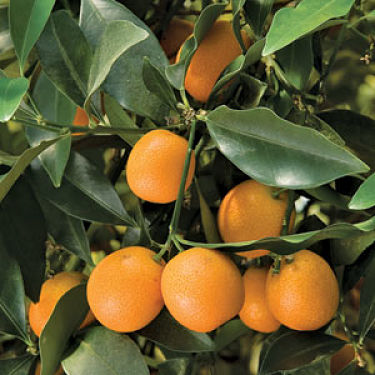 Kumquat, Meiwa