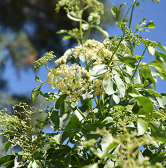 ELDERBERRY, Mexican (E)