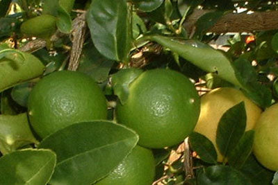 Lime, Mexican Thornless*