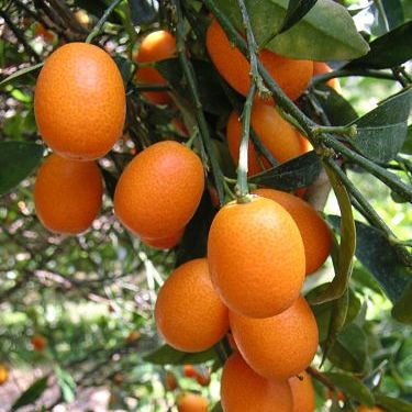 Kumquat, Nagami