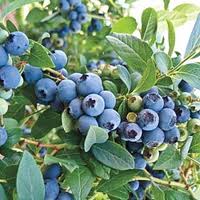 Blueberry, O'Neal (E)