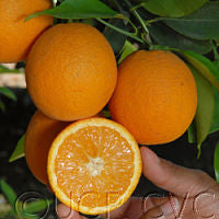 Orange, Olinda Valencia