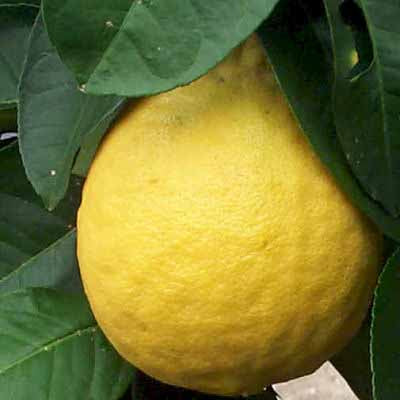 Lemon, Ponderosa