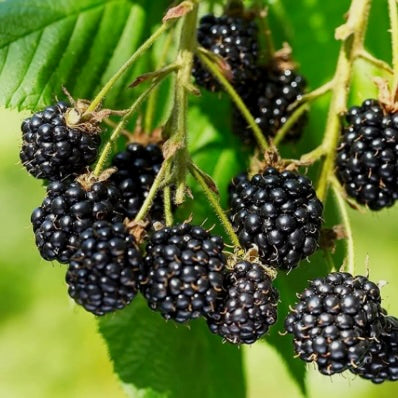 Blackberry, TRIPLE CROWN