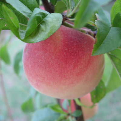Peach, TROPIC SNOW* (f)