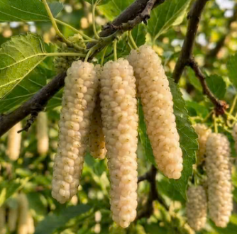 Mulberry, PAKISTANI Bare Root WHITE