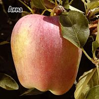 Apple, ANNA* (S+)