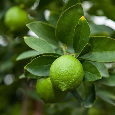Lime, Bearss Seedless