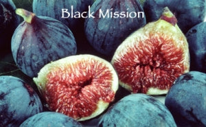 Fig, BLACK MISSION