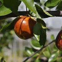Jujube, CONTORTED (S+)