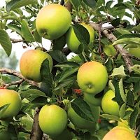 Apple, DORSETT GOLDEN*