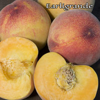 Peach, EARLIGRANDE (sf)