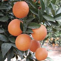 Orange, Early Hamlin