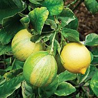 Lemon, Eureka