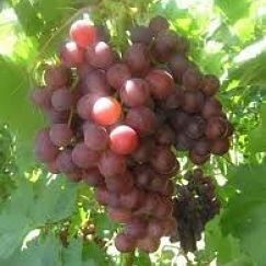 Grape - Red, FLAME Seedless