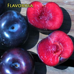 Pluot, FLAVOROSA (+)