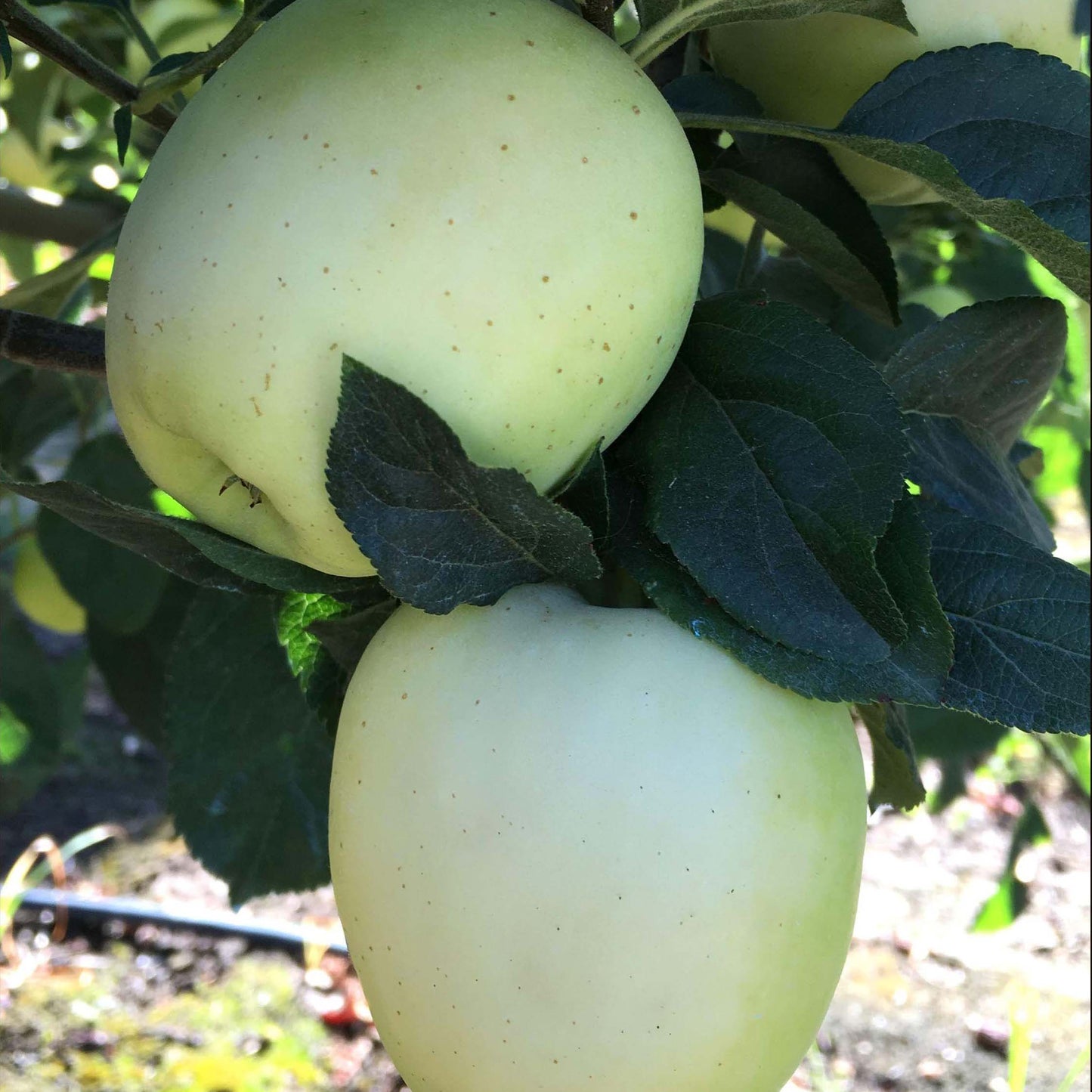 Apple, GHOST (+) (E)